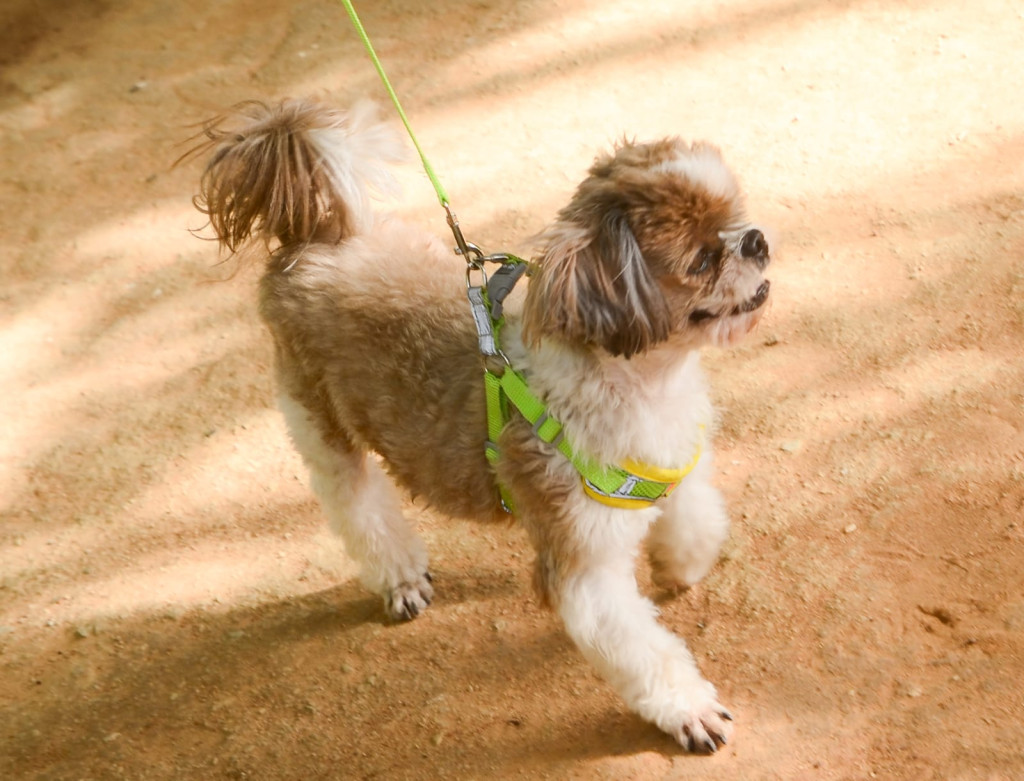 Mossoró imuniza mais de 20,8 mil animais em nove semanas de campanha
